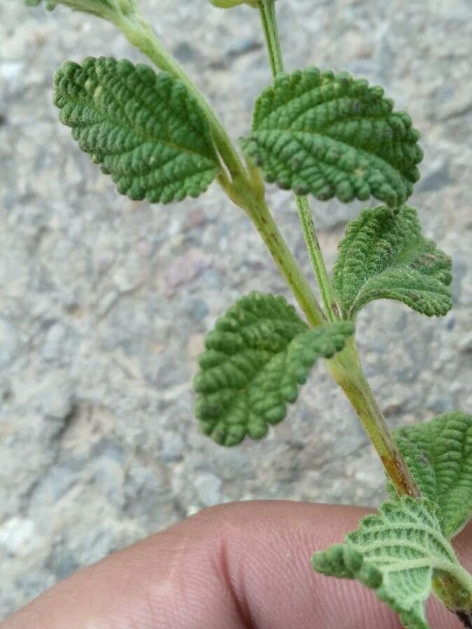 Lantana 15