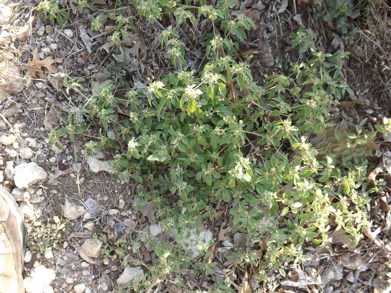 Croton monanthogynus 4