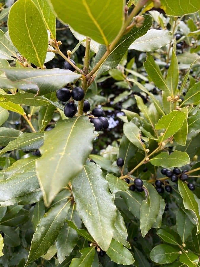 Laurel 3