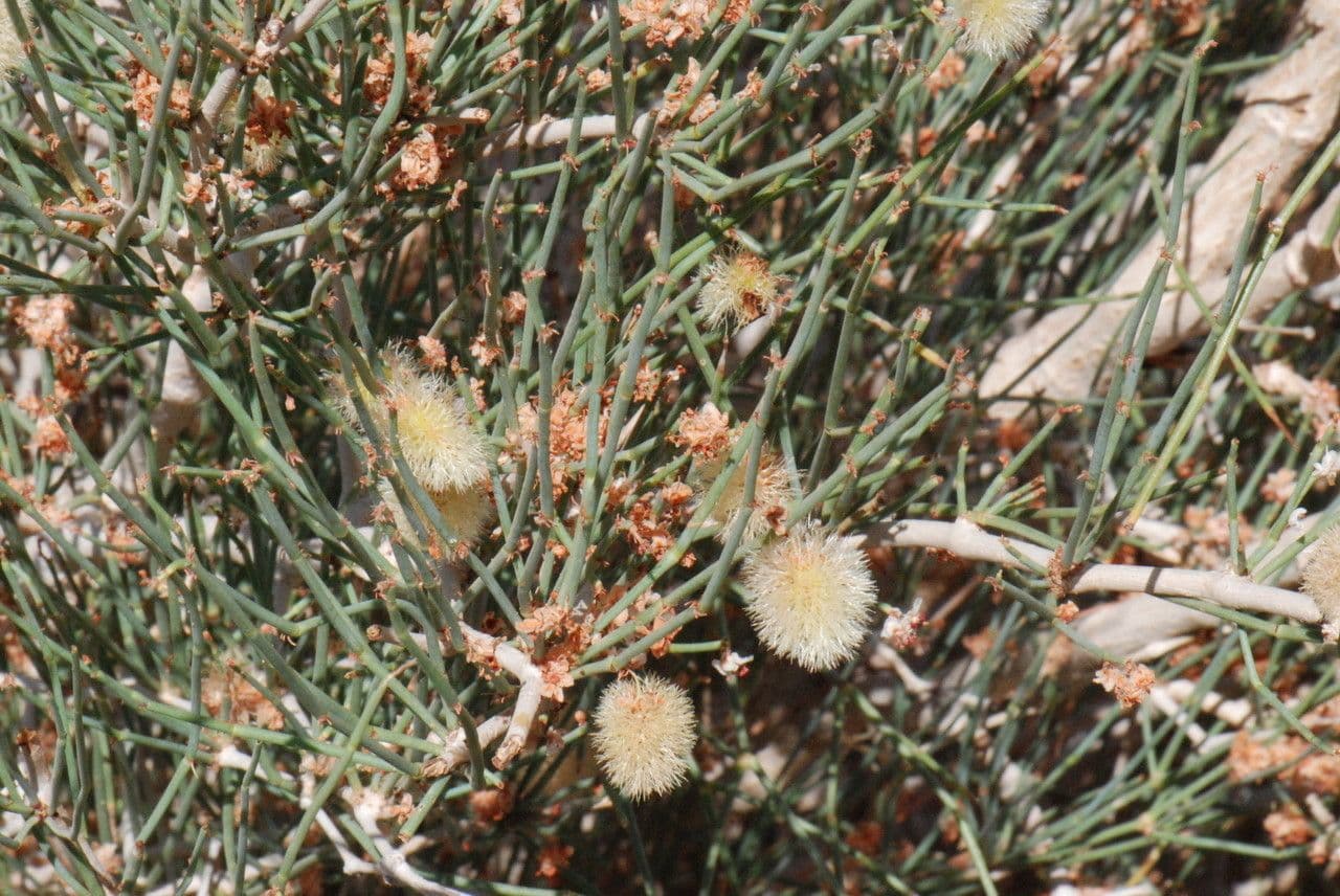 Knochenstrauch 20