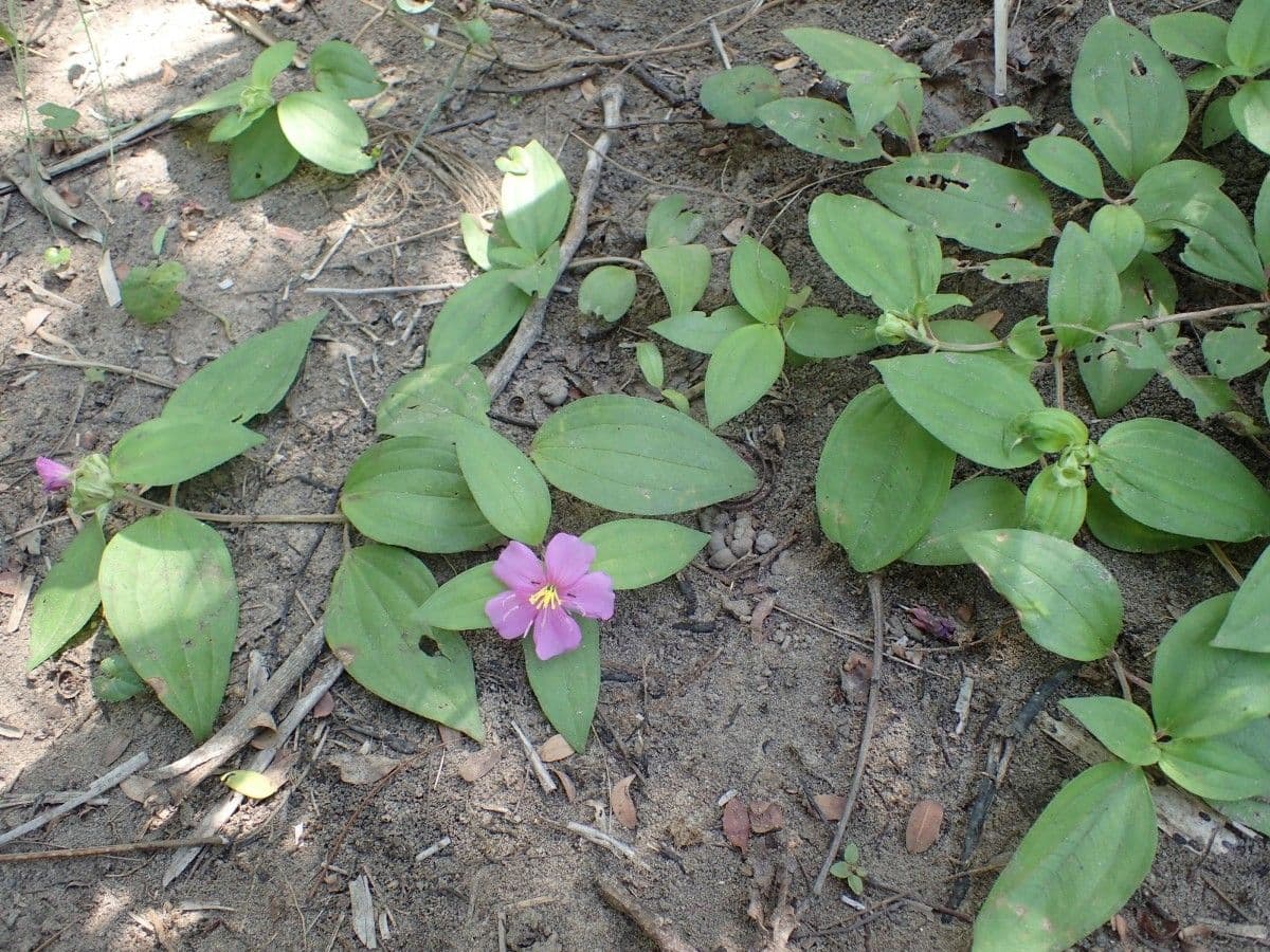 Melastomastrum 5