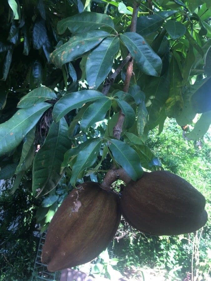 Pachira acquatica 4