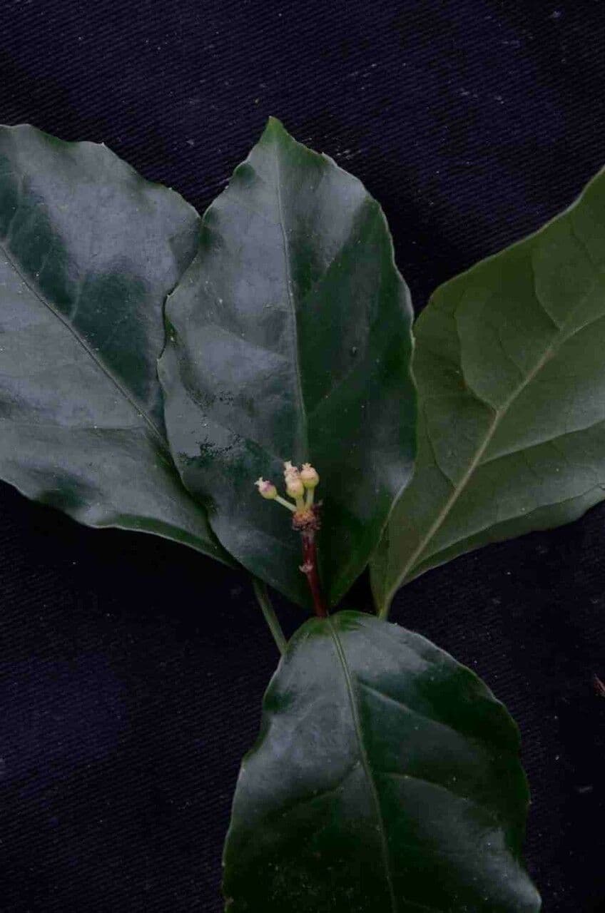 Dendropanax 5