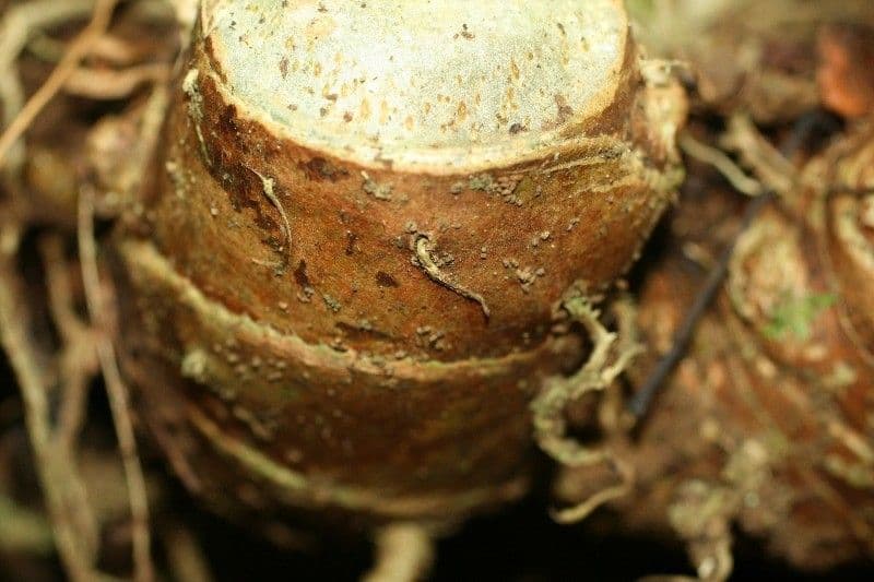 Zázvorník gardnerov 24