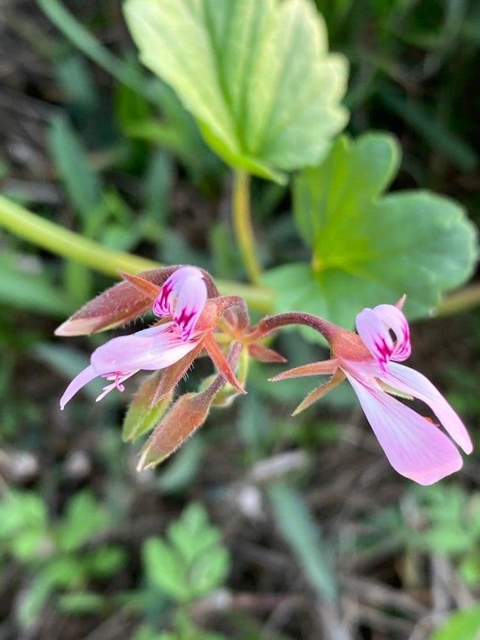 Pelargonio 6