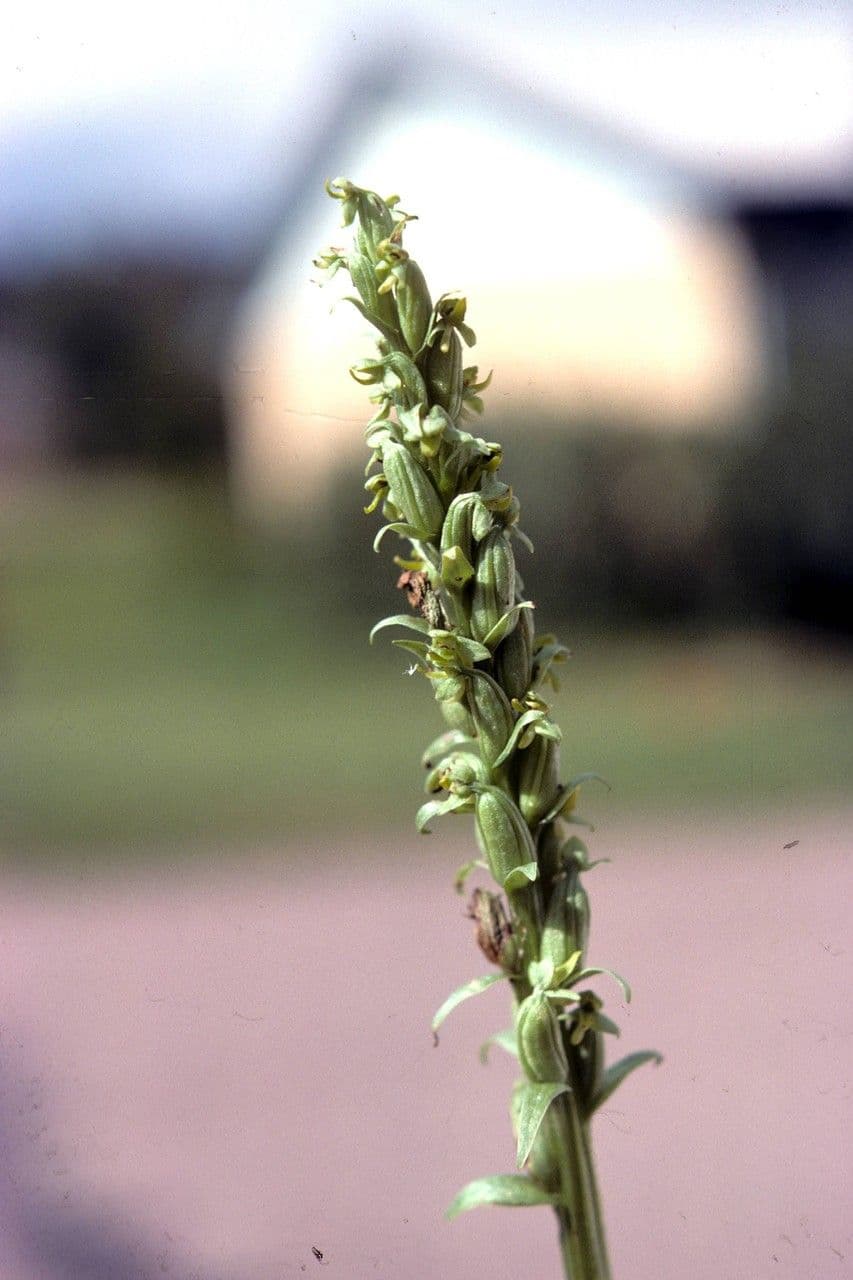Platanthera stricta 7