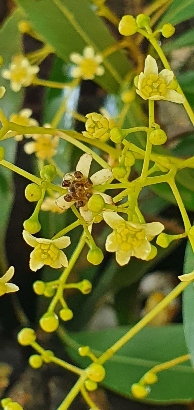 Ocotea 4