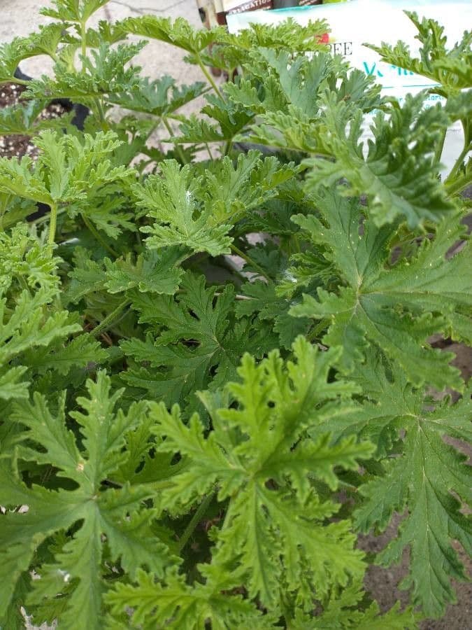 Citronella 6