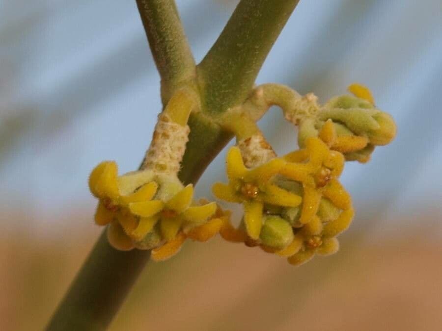 Leptadenia pyrotechnica 4