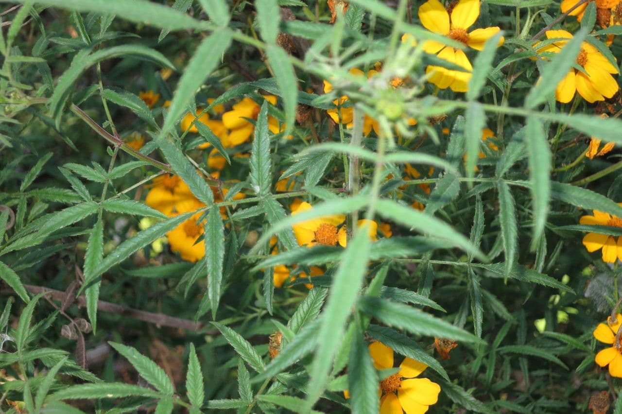 Tagetes 16
