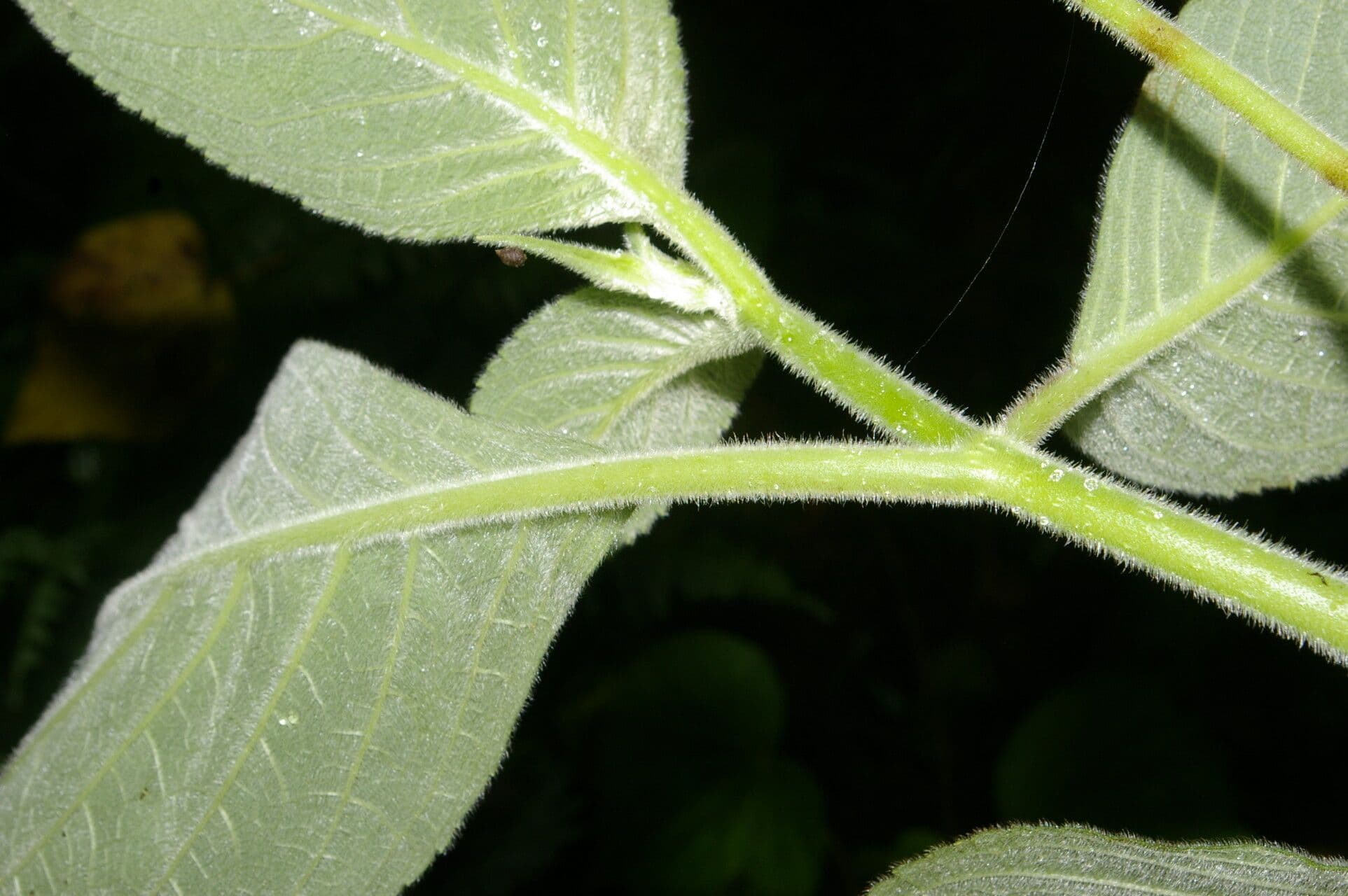 Kohleria 9