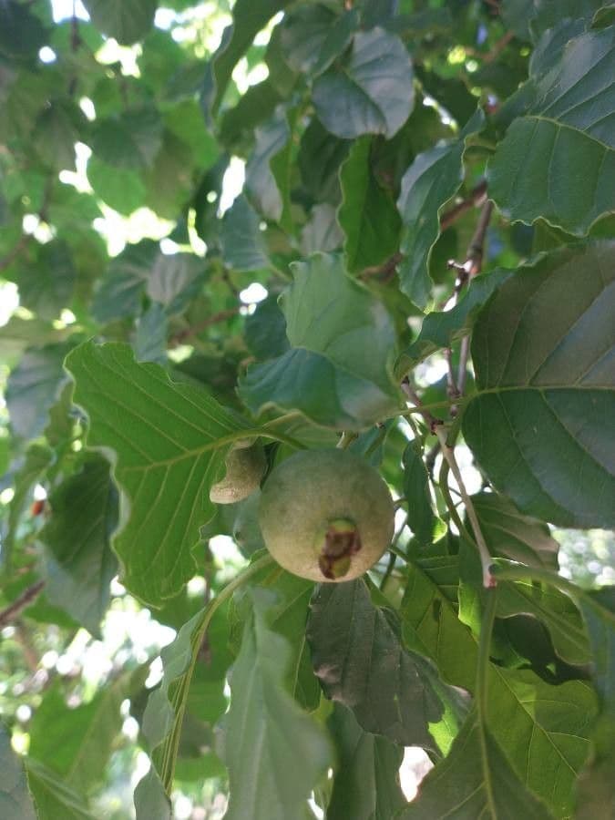 Campomanesia xanthocarpa 5
