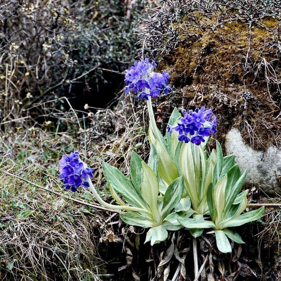 Primavera macrophylla 5