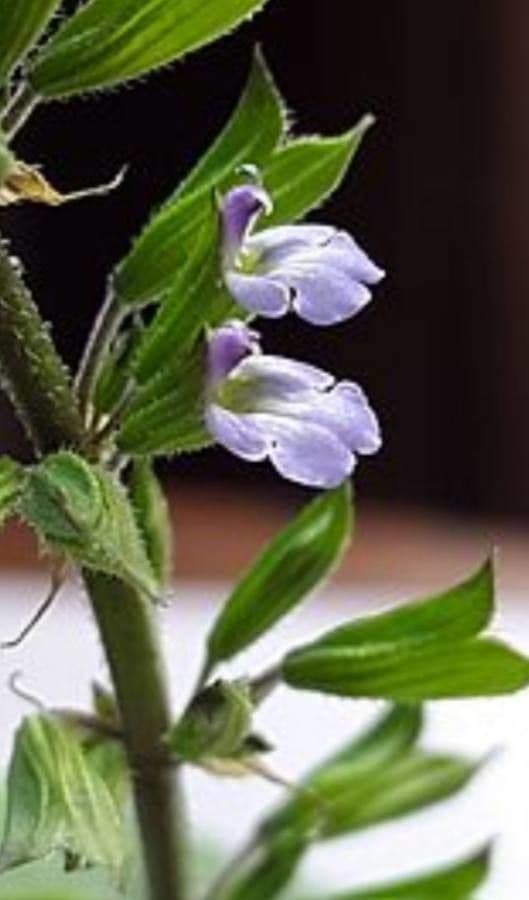 Salvia