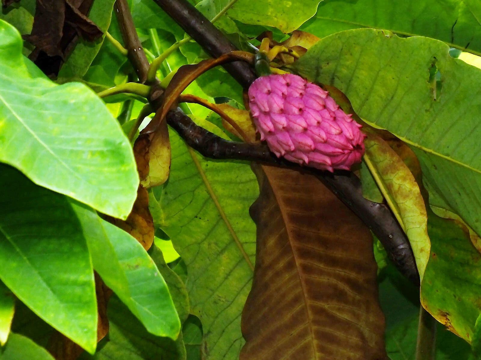 Magnolia a ombrello 5