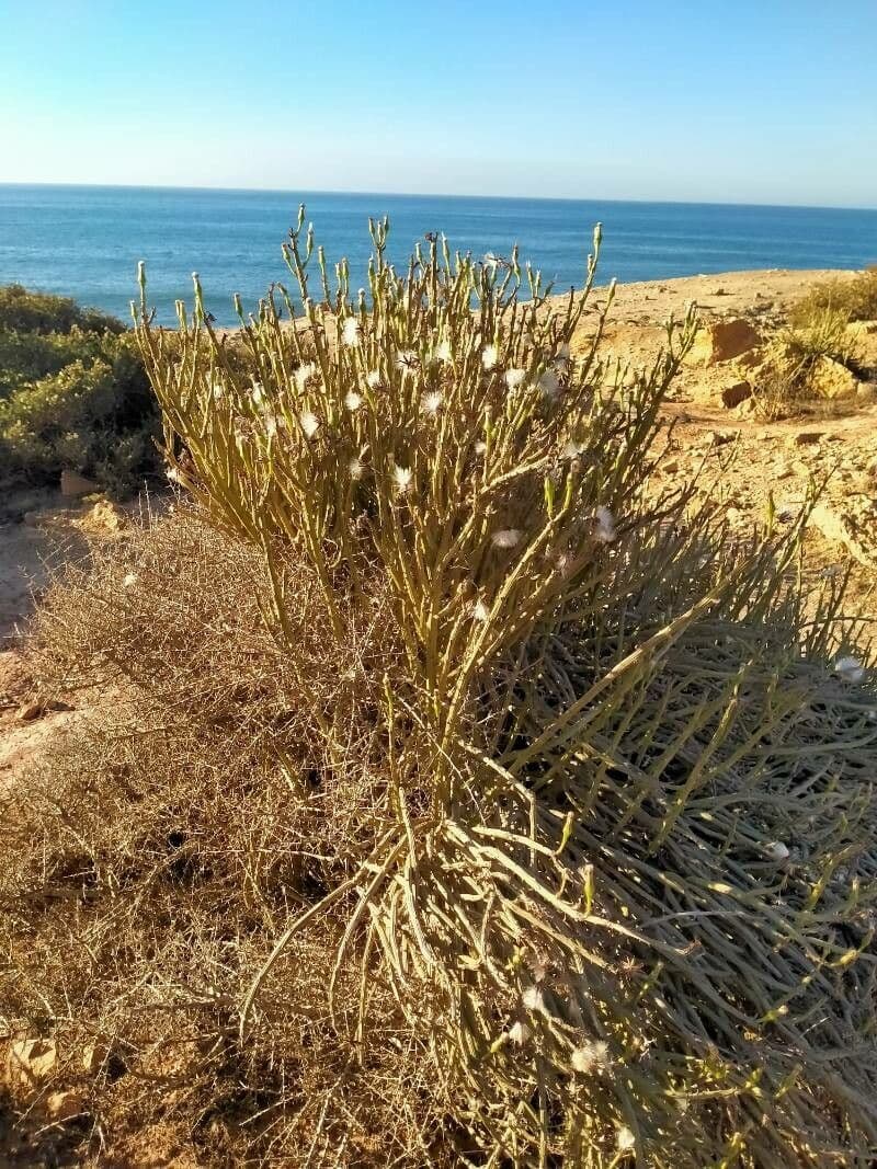 Kleinia anteuphorbium