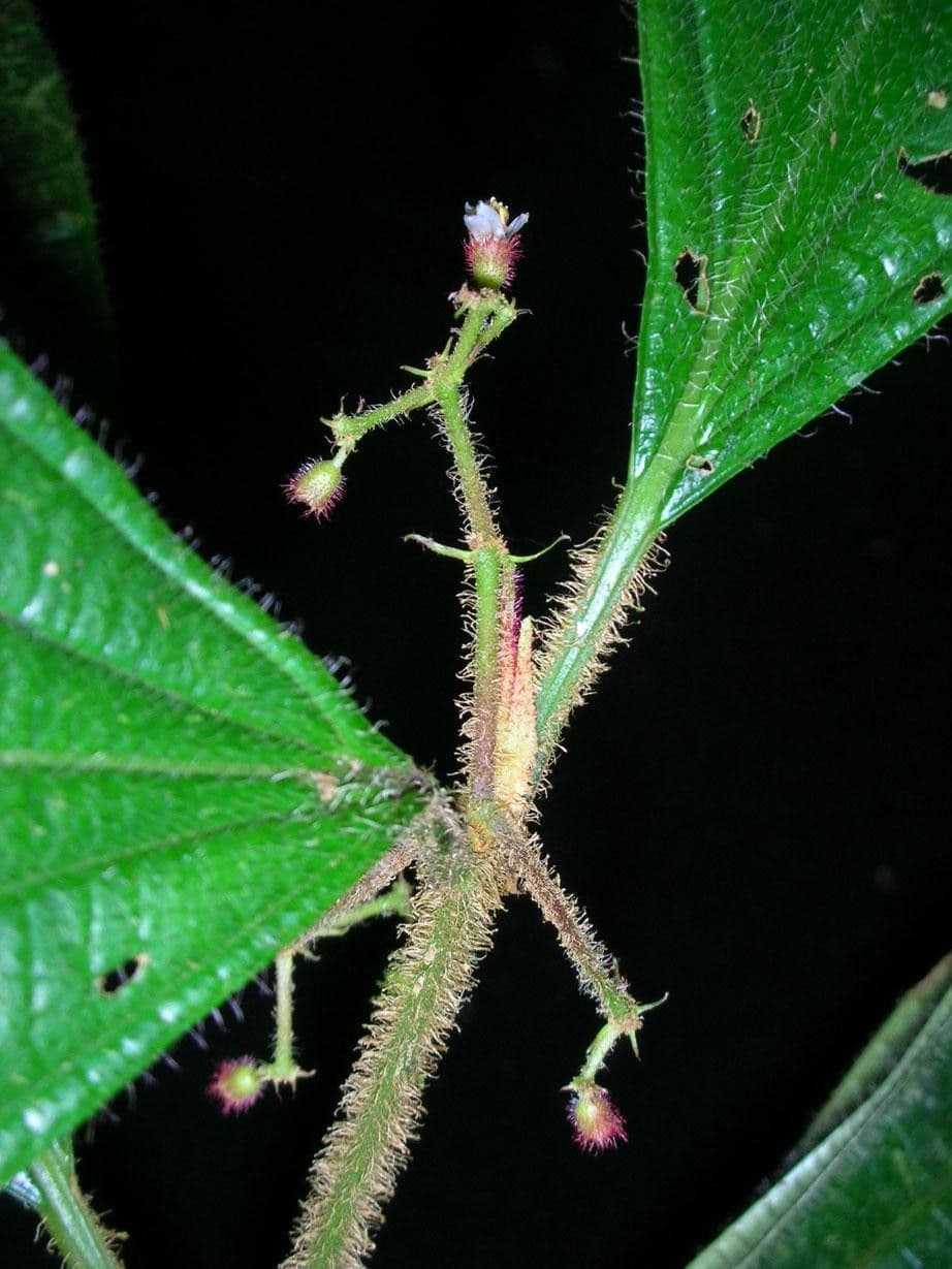 Miconia 10