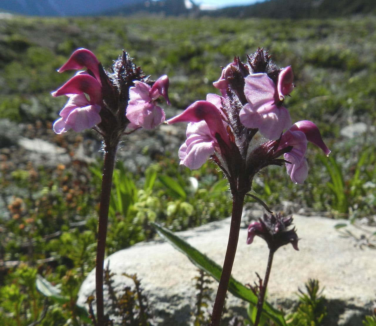 Pediculare 7