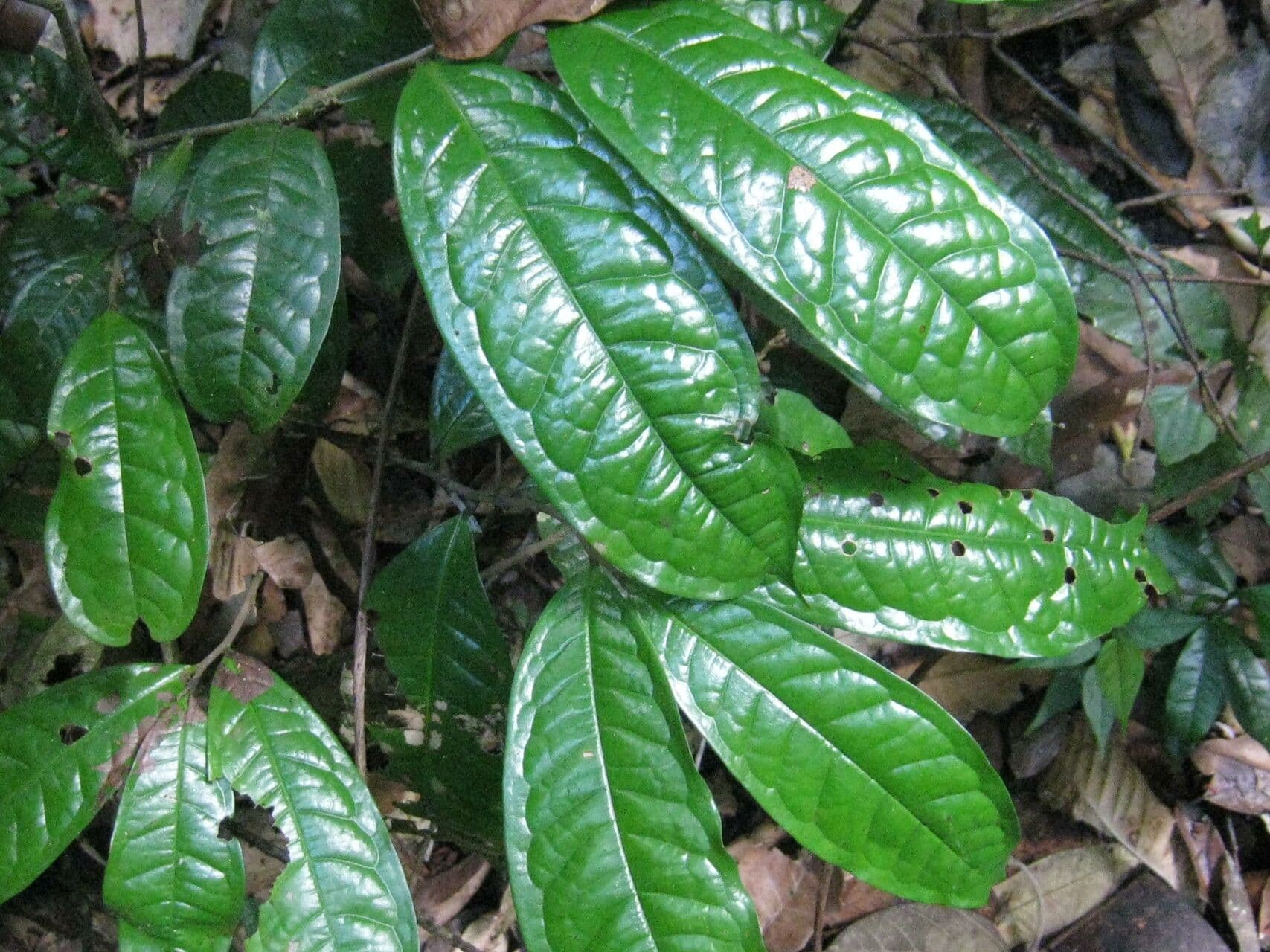 Duguetia 12