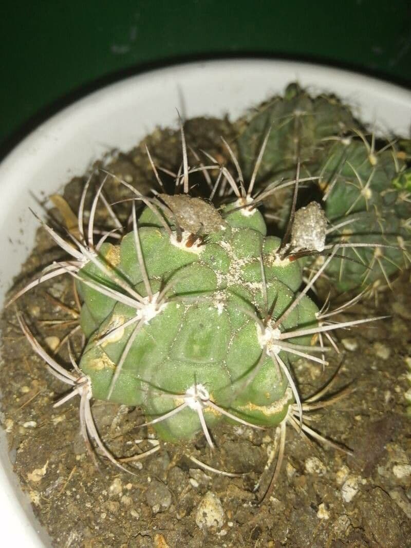 Cactus 23