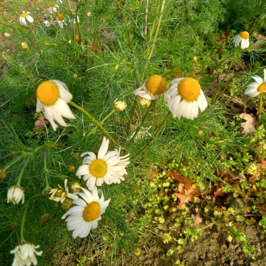 Scentless mayweed 29