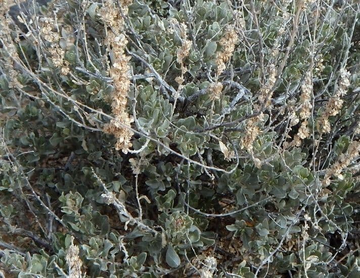 Atriplice obovata 4