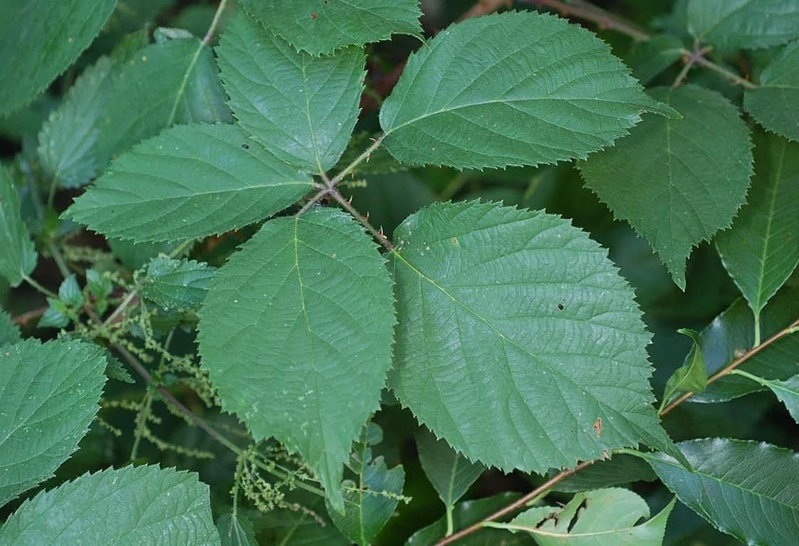 Pyramiden-Brombeere 12