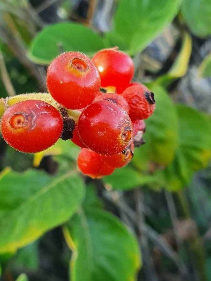 Psychotria 2