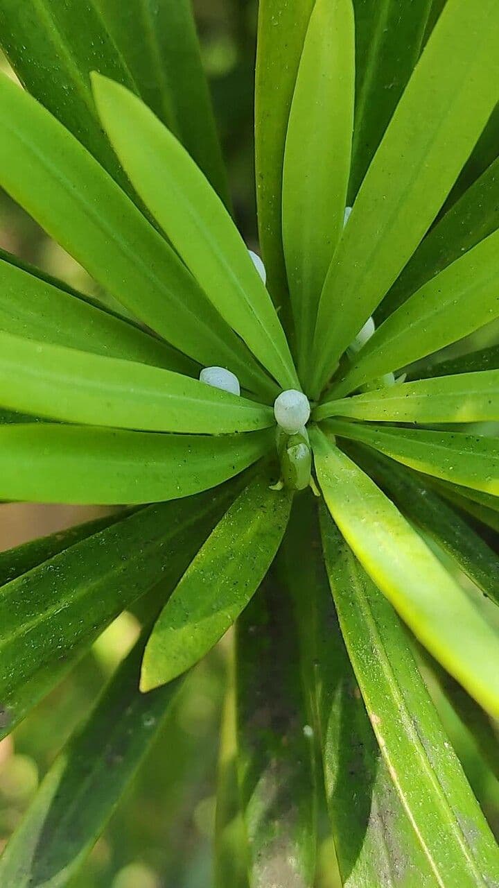 Podocarpus