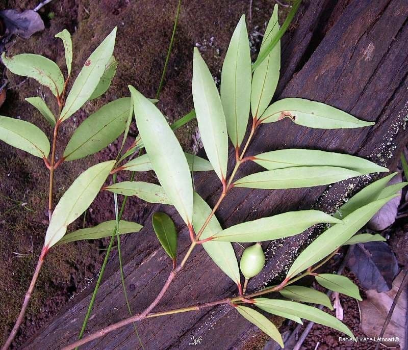 Garcinia 11