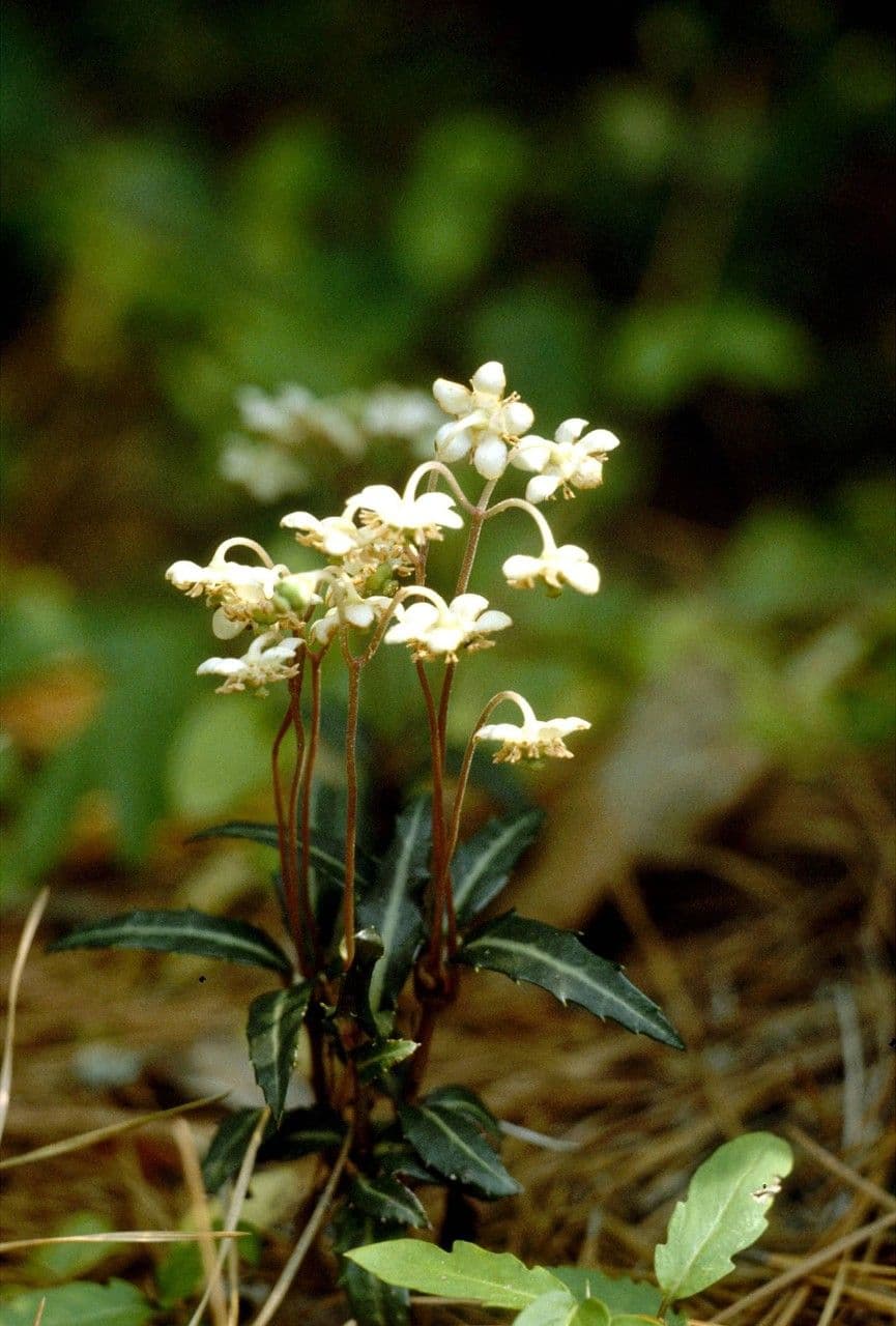 Chimaphila macchiata 13