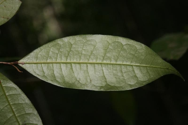 Duguetia calycina 6