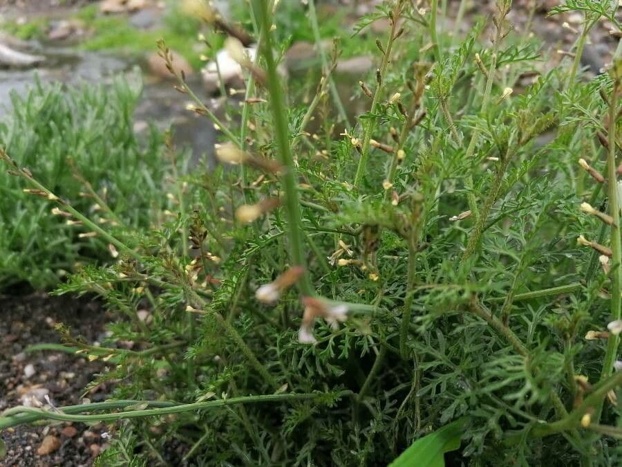 Löffelkohl 28