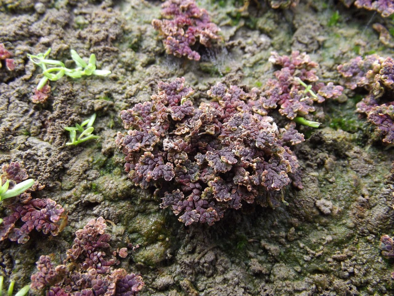 Azolla drobna 7