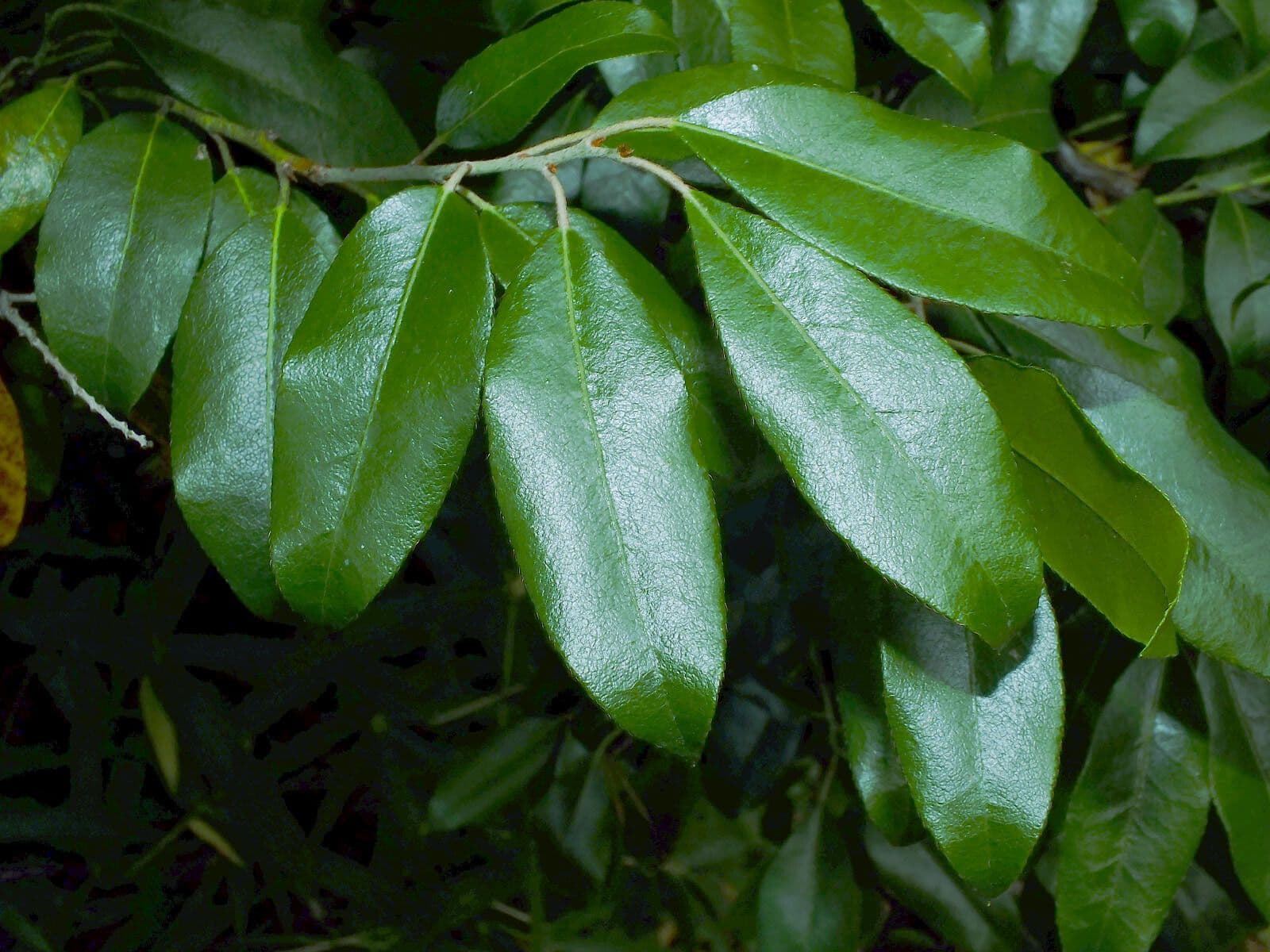 Pieris 9