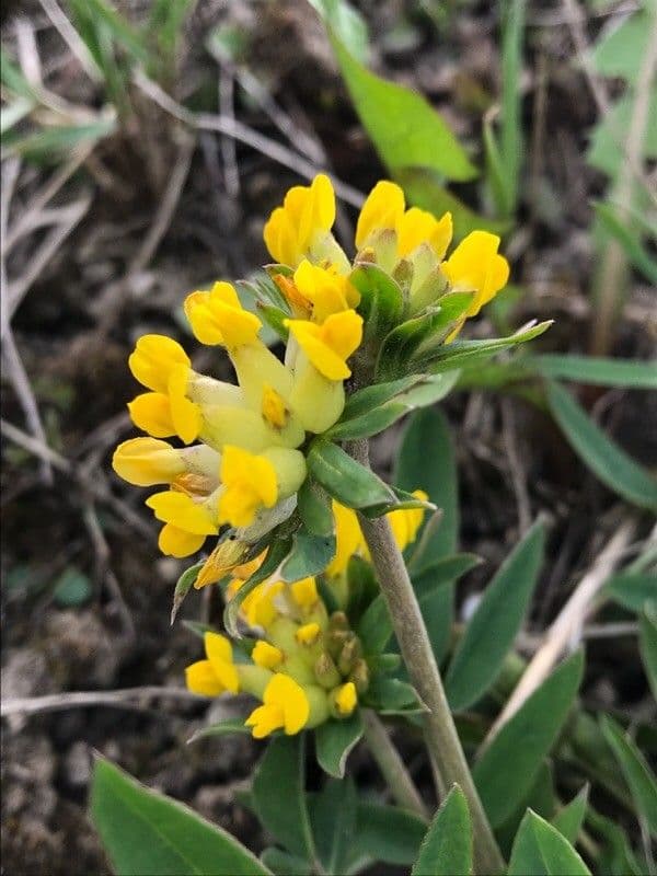 Vulneraria 7
