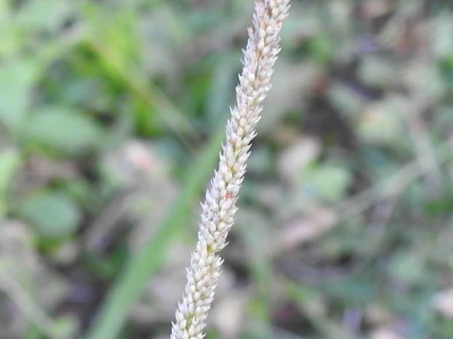 Espartillo 9