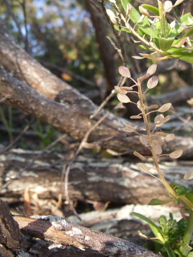 Lepidium 3