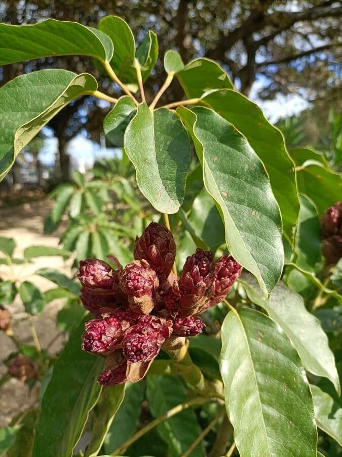 Schefflera 3