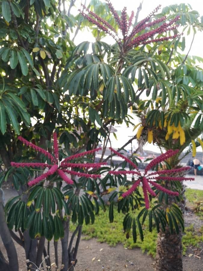 Schefflera 3