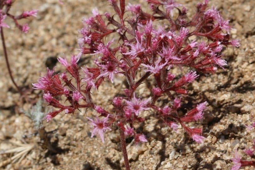 Chorizanthe 8