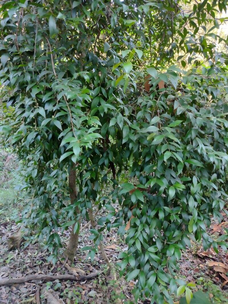 Lorbeerblättrige Trochocarpa 6