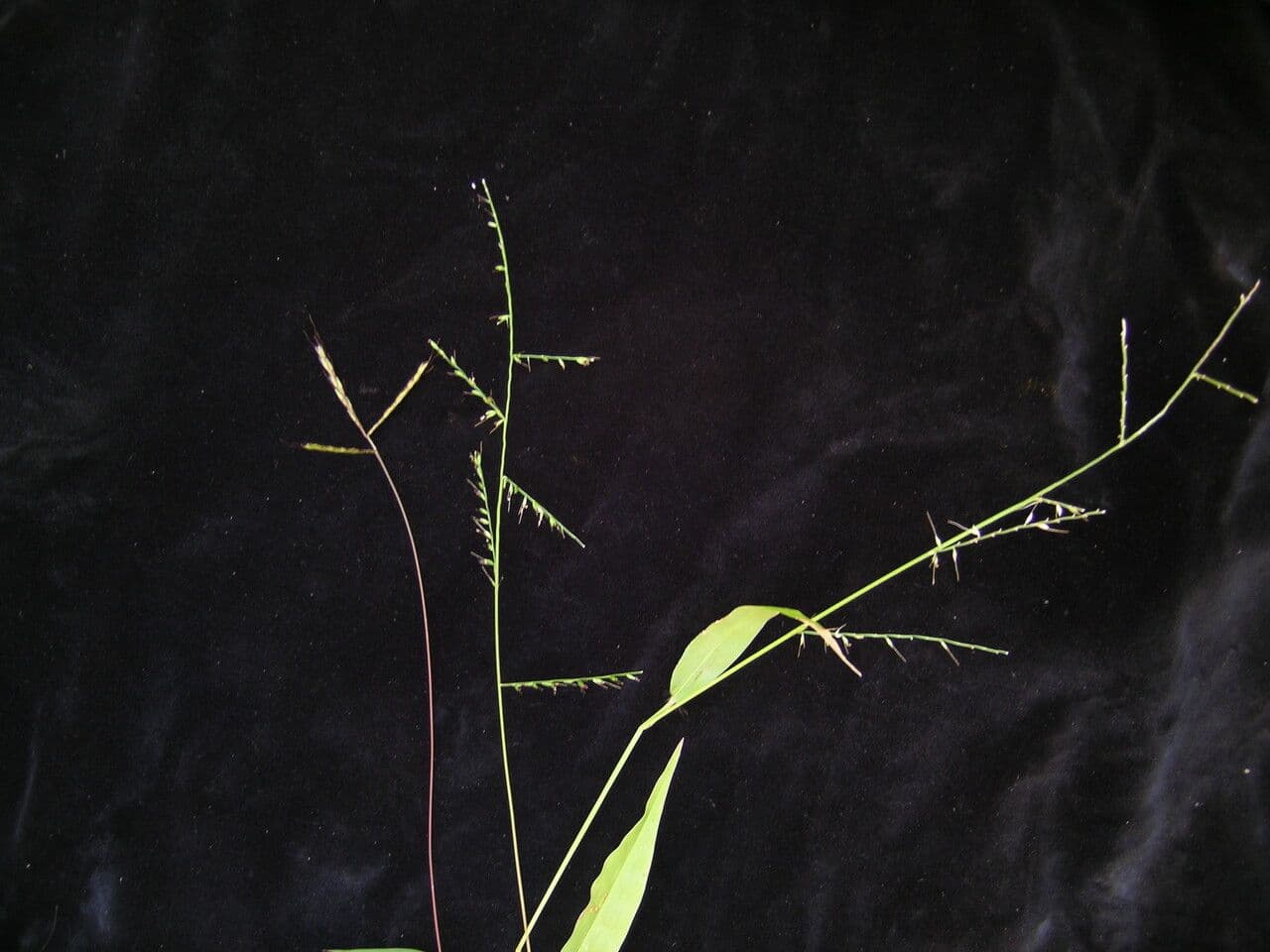 Japonská eulalia