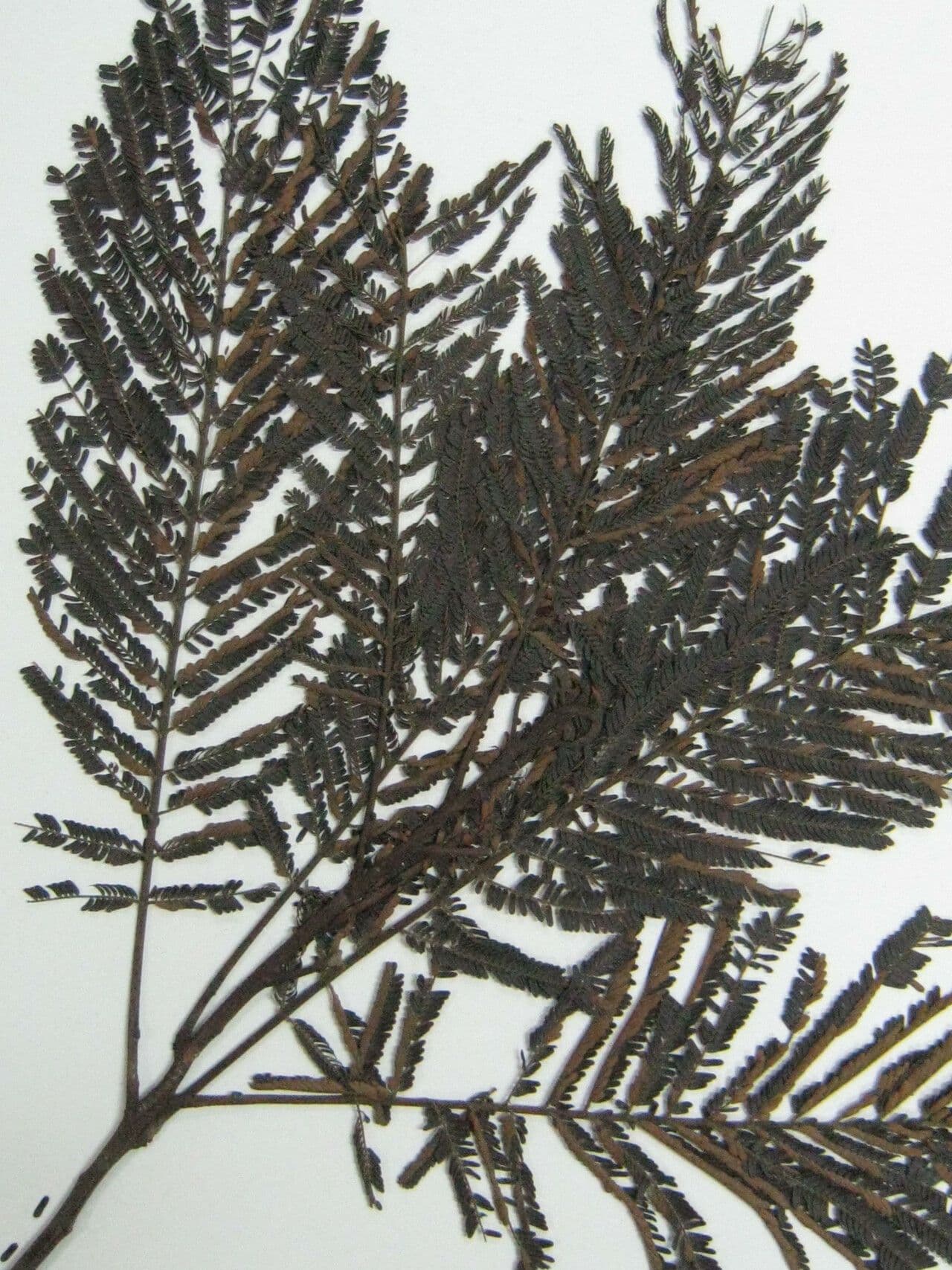 Stryphnodendron 3