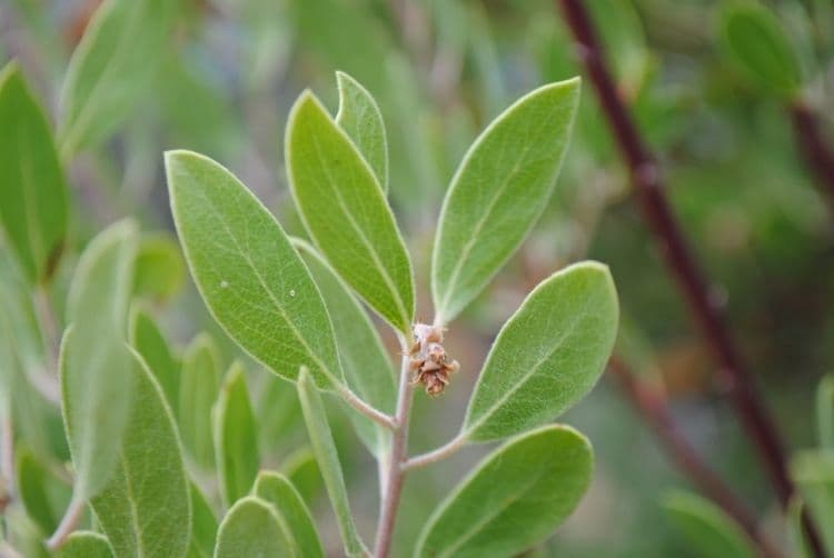 Arbutus 4