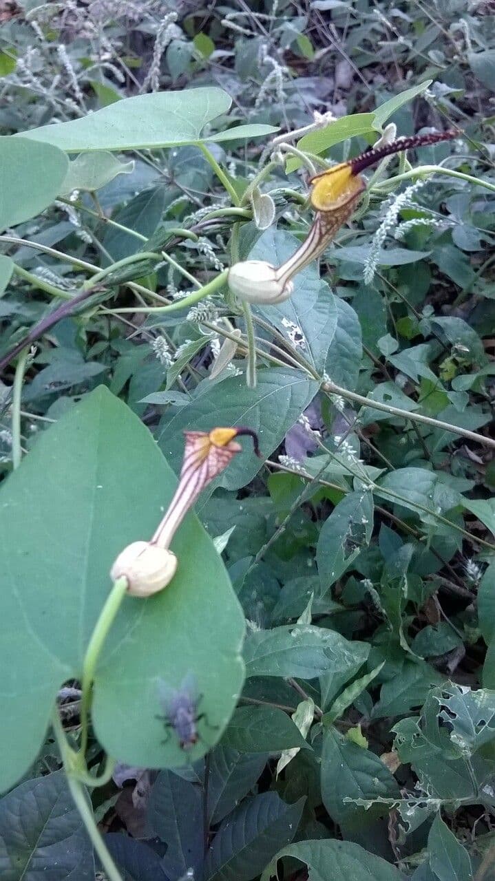Aristolochia 5