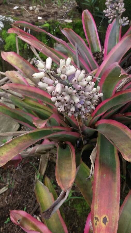 Aechmea 11
