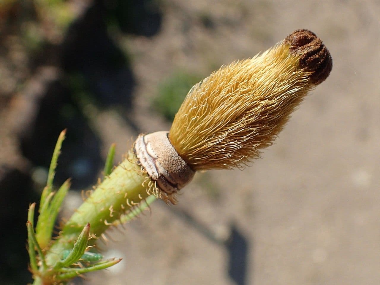 Romneya Coultera 13