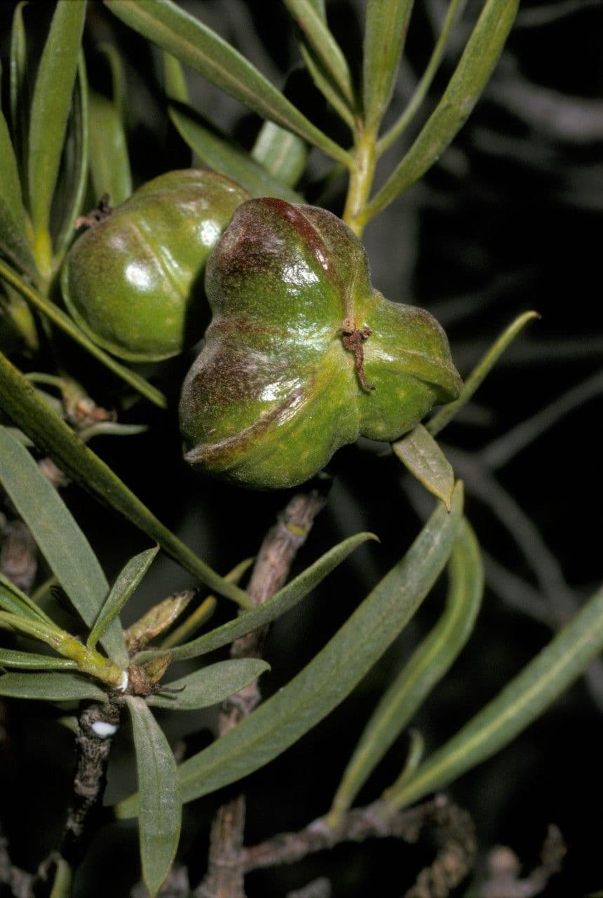 Colliguaya intera