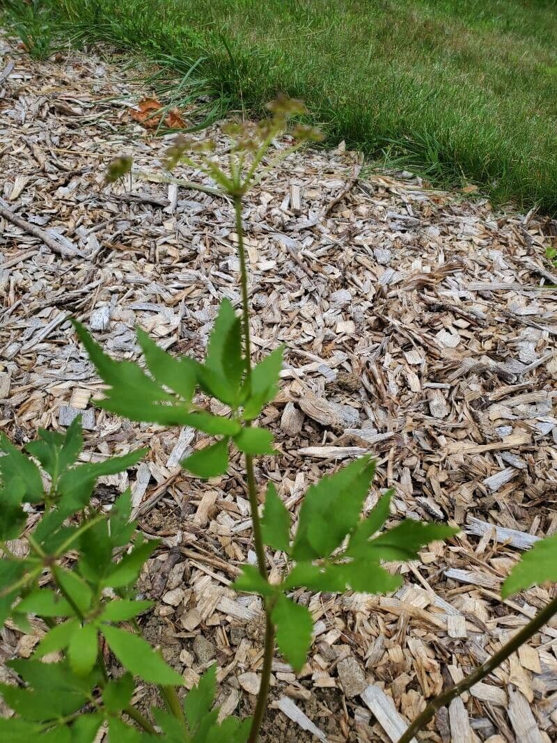 Zizia dorata 4